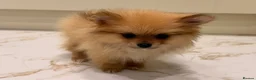 Pomeranian dogs for sale: 2 beautiful Pomeranian puppies - Advert 13