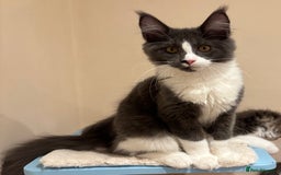Maine Coon cats for sale: Ready Now - Beautiful Maine Coon Kittens in Nantwich - Image 10