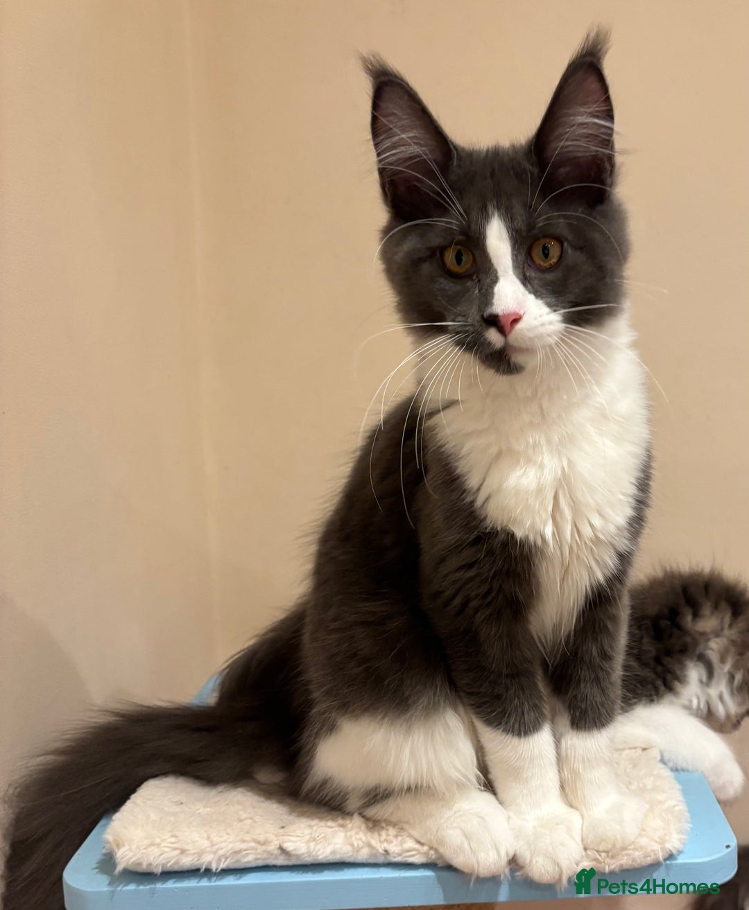 Maine Coon cats for sale: Ready Now - Beautiful Maine Coon Kittens in Nantwich - Image 10