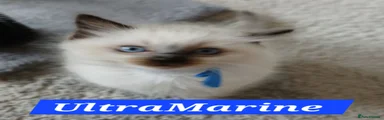 UltraMarine 