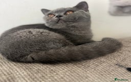 British Shorthair cats for sale: Gorgeus GCCF British Shorthair kittens - Image 12