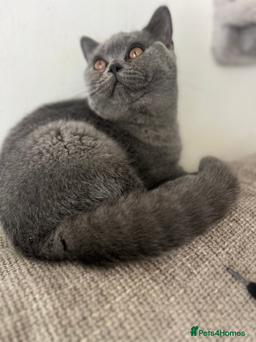 British Shorthair cats for sale: Gorgeus GCCF British Shorthair kittens - Image 12
