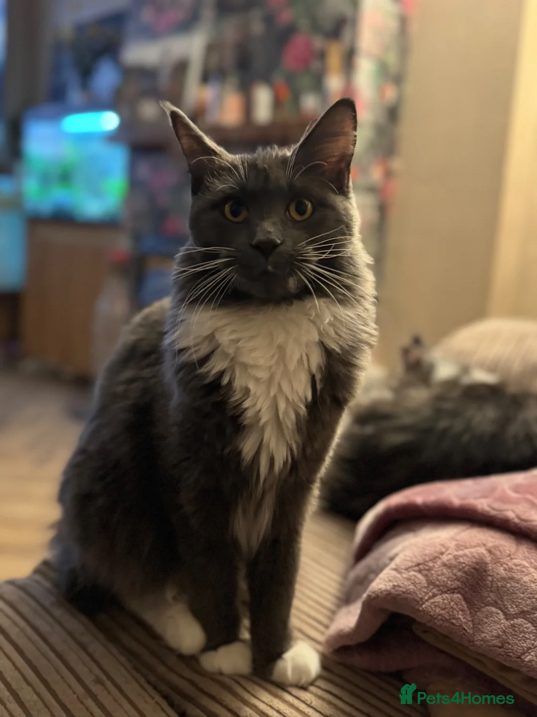 Maine Coon cats for sale: Fully active Maine coon queen  - Advert 4