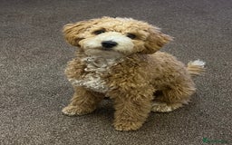 Cockapoo dogs for stud: Bruno  - Image 13