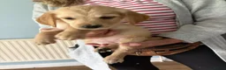 Golden Retriever dogs for sale: Golden Retriever Girls Ready Now - Advert 7