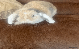 Mini Lop rabbits for sale: bunny for sale - Advert 4