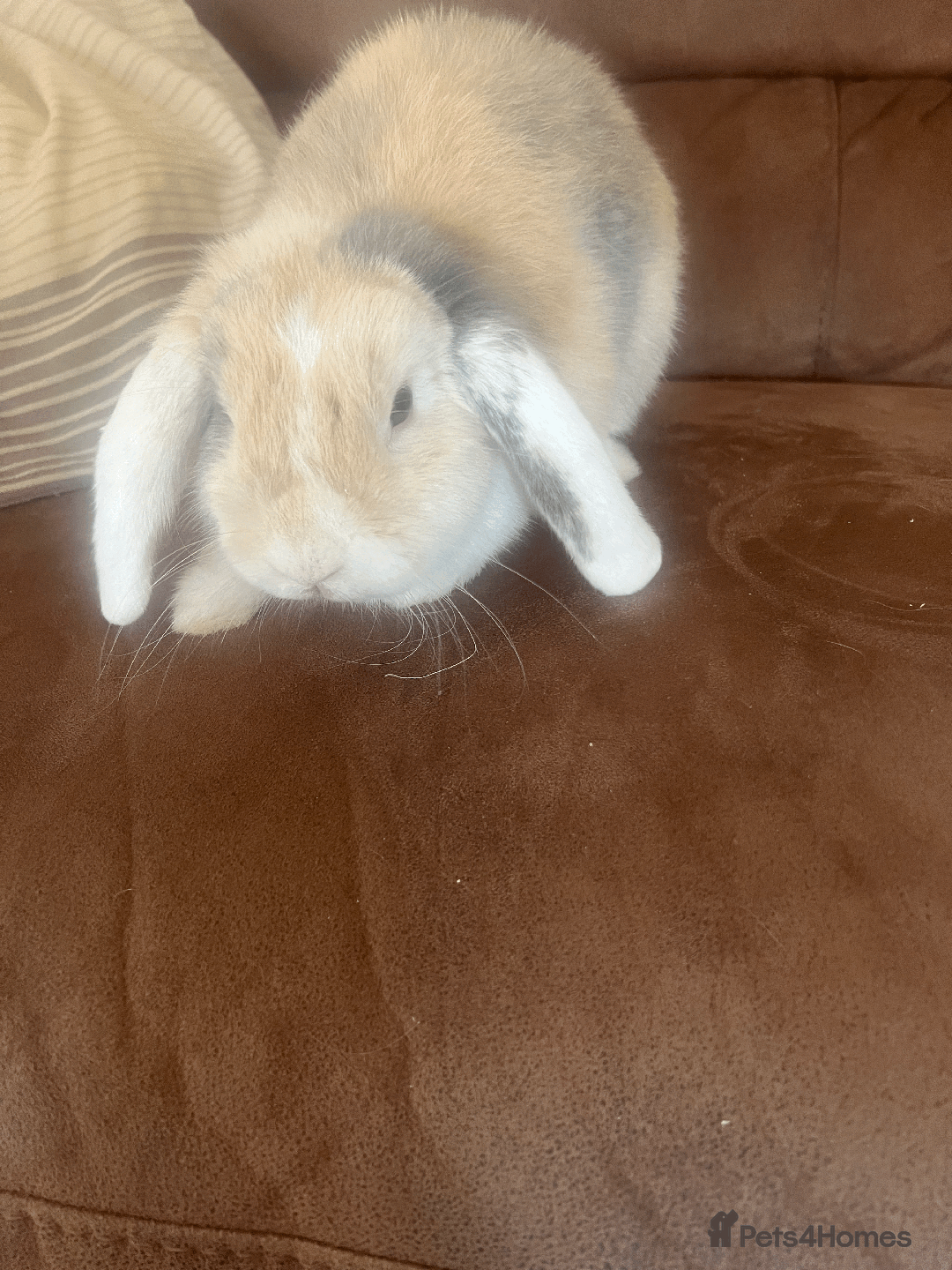 Mini Lop rabbits for sale: bunny for sale - Advert 4