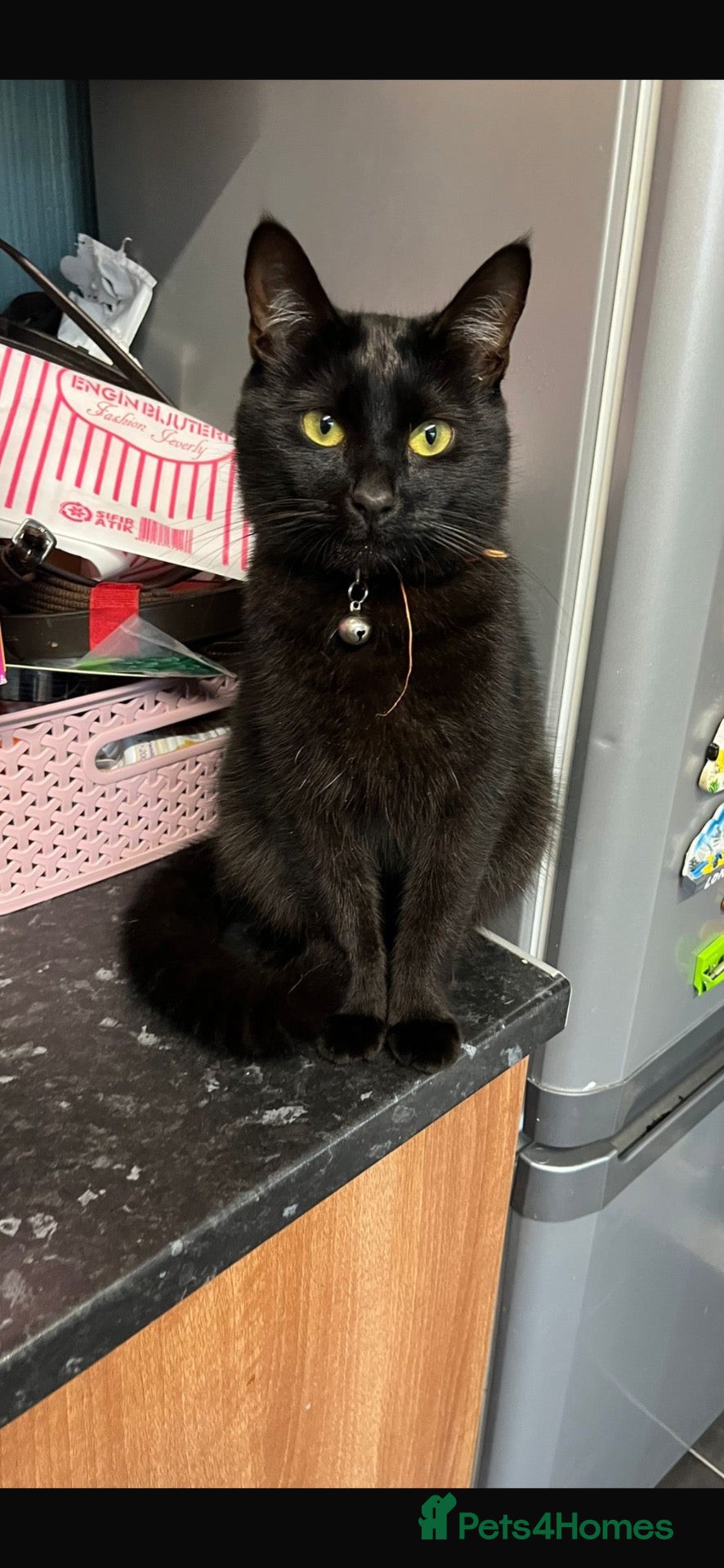 Domestic Shorthair cats for sale: 2 beautiful boys for re homing  - Advert 8