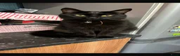 Domestic Shorthair cats for sale: 2 beautiful boys for re homing  - Advert 1