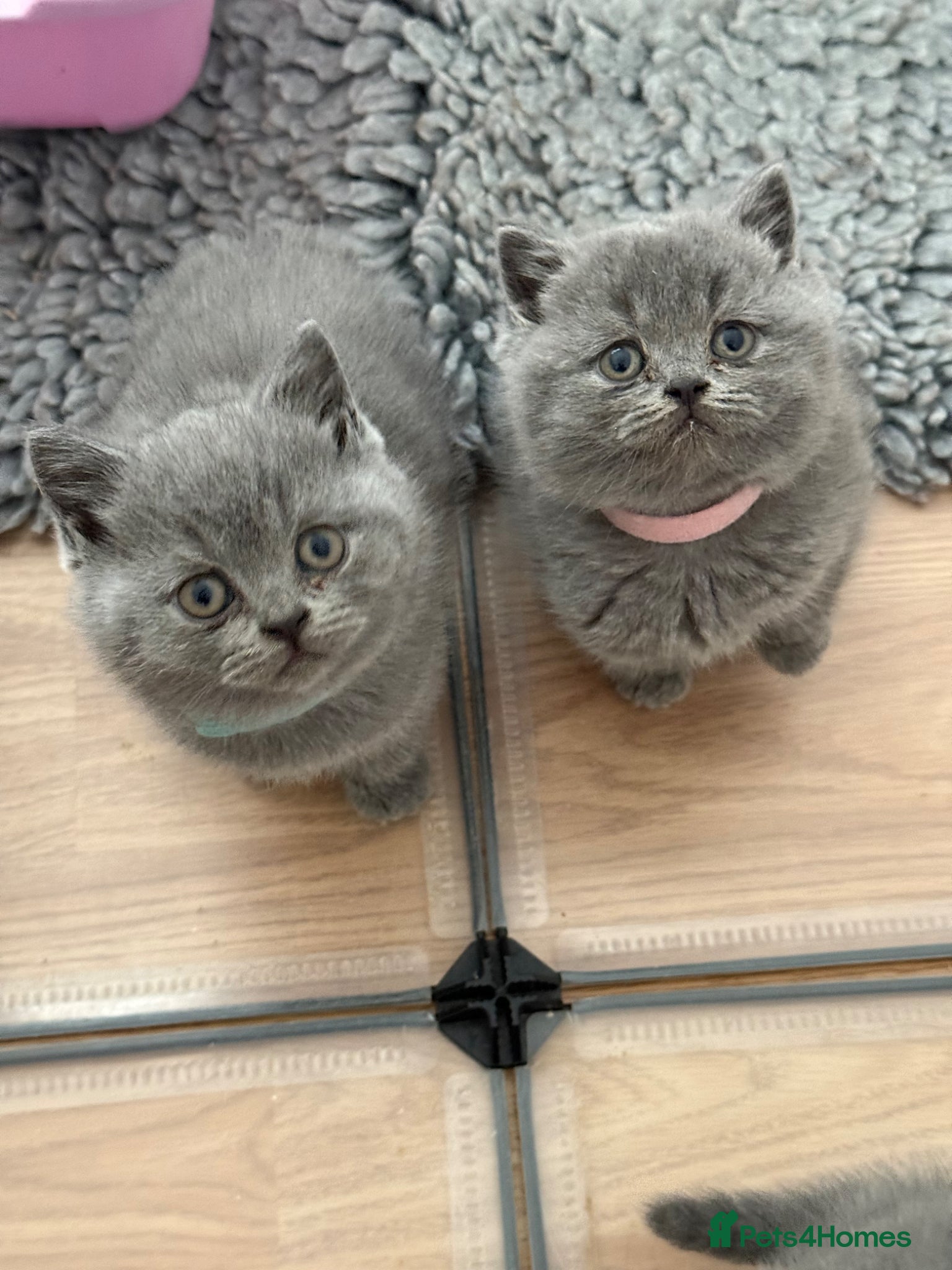 British Shorthair cats British Shorthair Blue kittens-GCCF Lines - Advert 2
