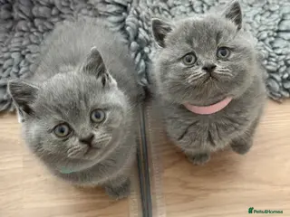 British Shorthair cats British Shorthair Blue kittens-GCCF Lines - Advert 1