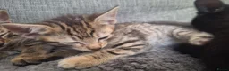 Mixed Breed cats for sale: 2 litters of 2 mommy in Preston - Advert 4