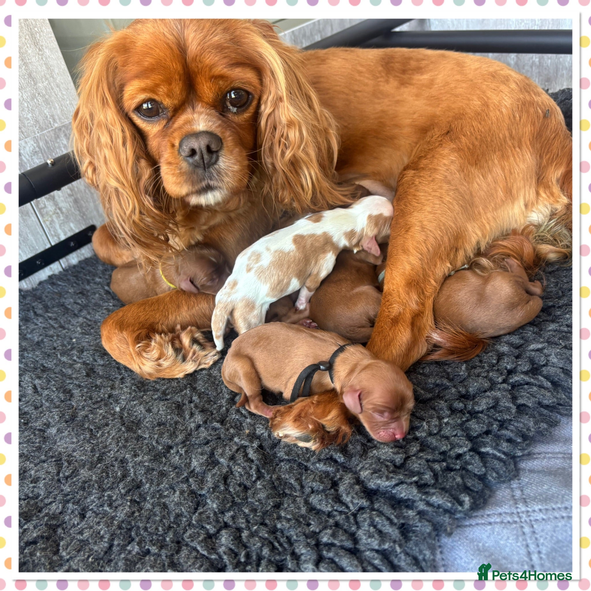 Cavalier King Charles Spaniel dogs Beautiful KC registered CKCS litter 💛 - Advert 1