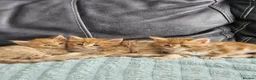 Mixed Breed cats for sale: Mixed Maine Coon kittens - Advert 8