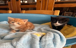 Mixed Breed cats for sale: Two beautiful boy kittens for sale  - Image 3