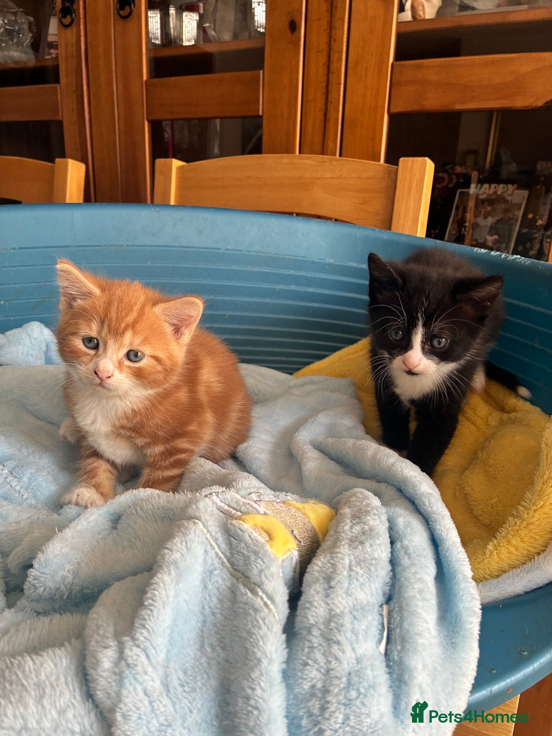 Mixed Breed cats for sale: Two beautiful boy kittens for sale  - Image 3