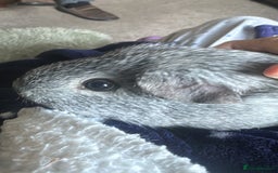 Guinea Pig rodents for sale: Guinea Pig - Advert 3