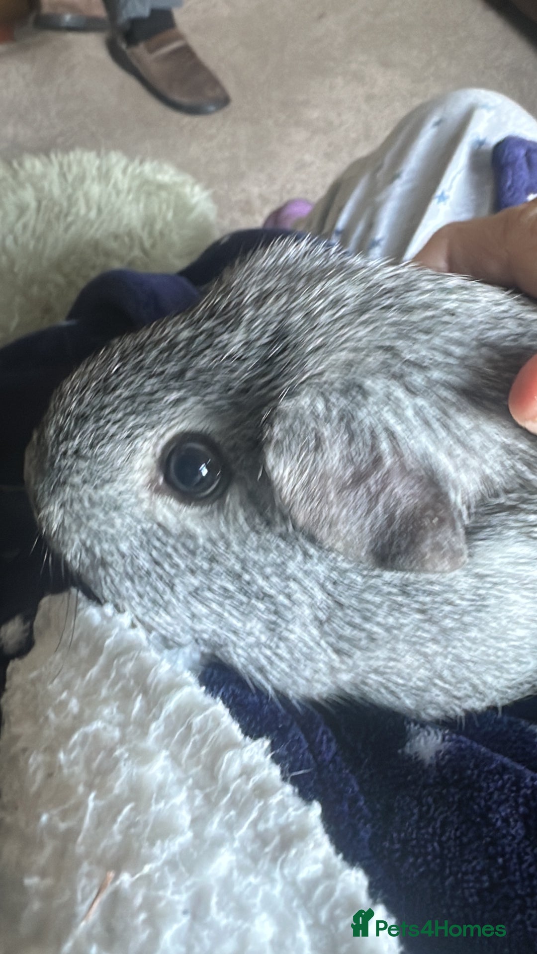 Guinea Pig rodents for sale: Guinea Pig - Advert 3