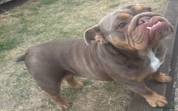 English Bulldog dogs for sale: 3 year old English Bulldog Bitch for sale  - Advert 4