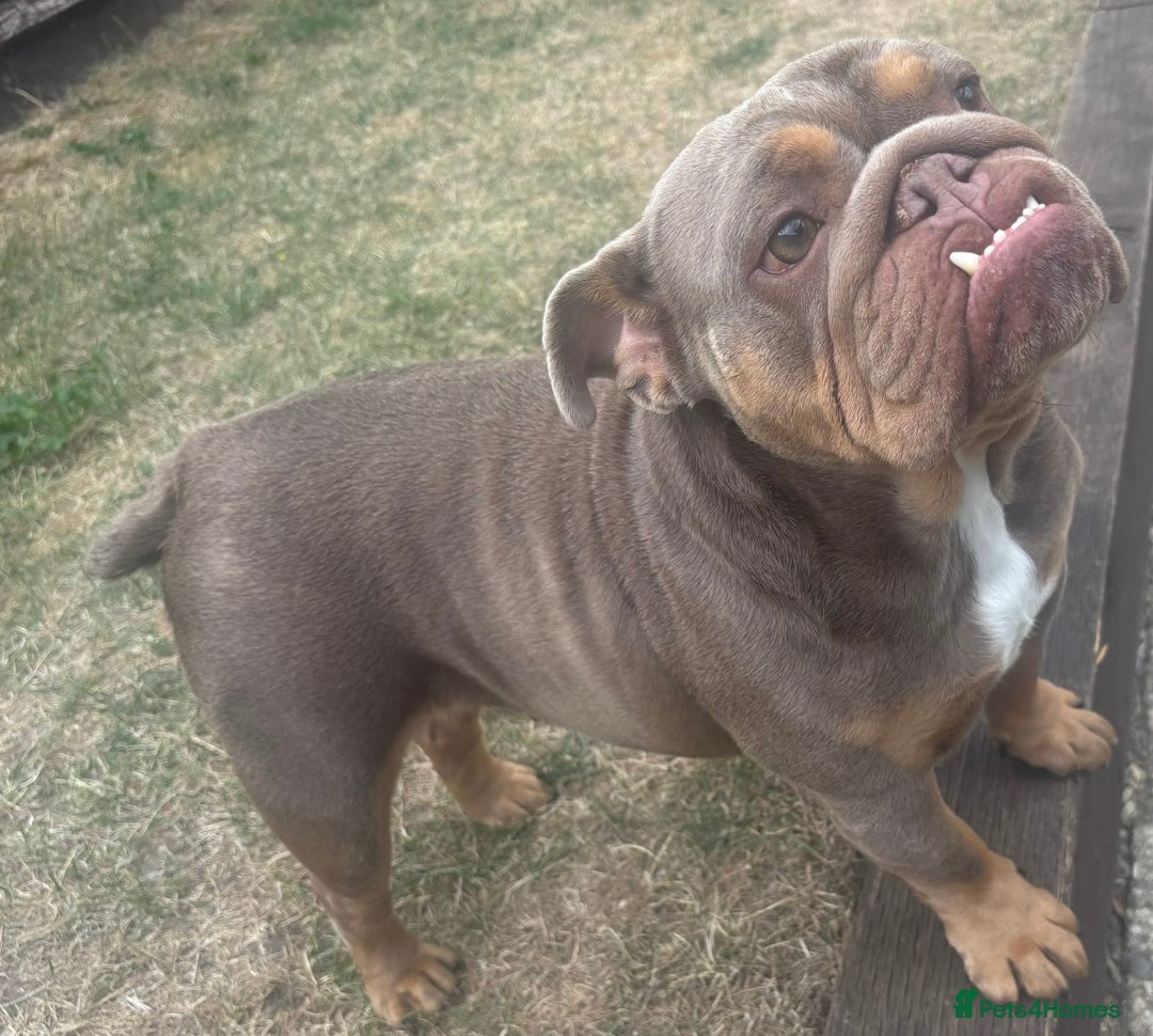 English Bulldog dogs for sale: 3 year old English Bulldog Bitch for sale  - Advert 4