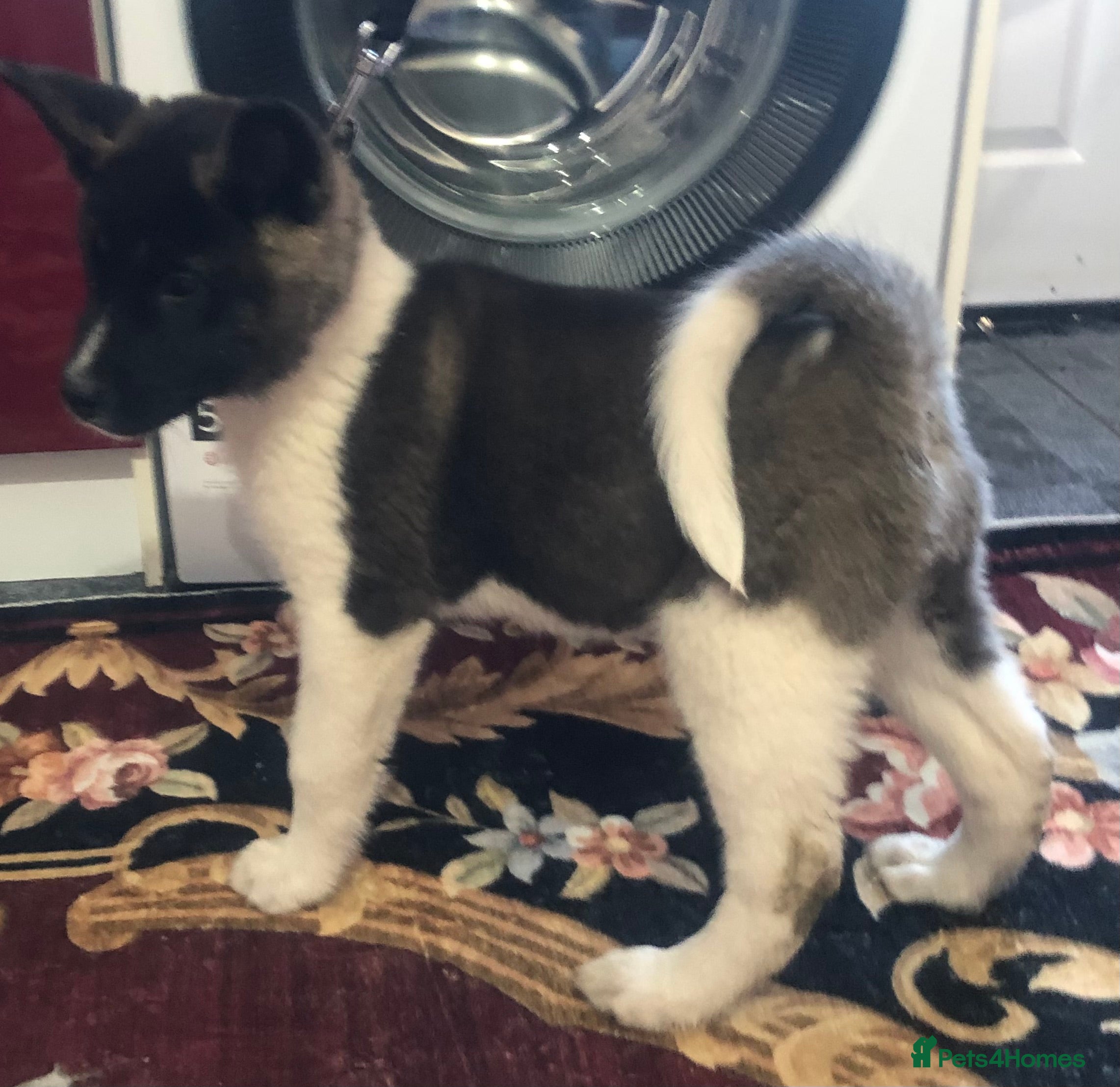 Akita dogs 7 bear faced American Akitas puppies  - Advert 6