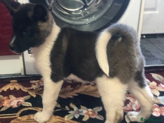 Akita dogs 7 bear faced American Akitas puppies - Advert 6