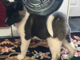 Akita dogs 7 bear faced American Akitas puppies - Advert 17