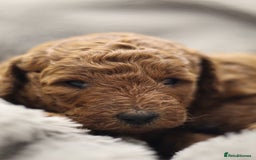 Miniature Poodle dogs for sale: Ready to Steal Your ❤️ Miniature Poodle Puppies - Image 5