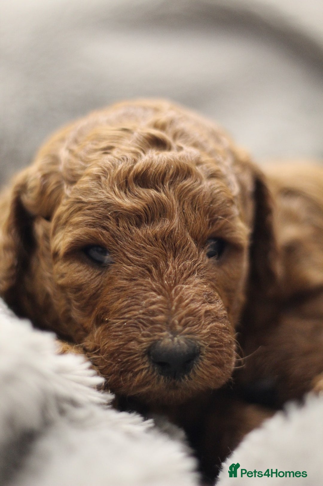 Miniature Poodle dogs for sale: Ready to Steal Your ❤️ Miniature Poodle Puppies - Image 5