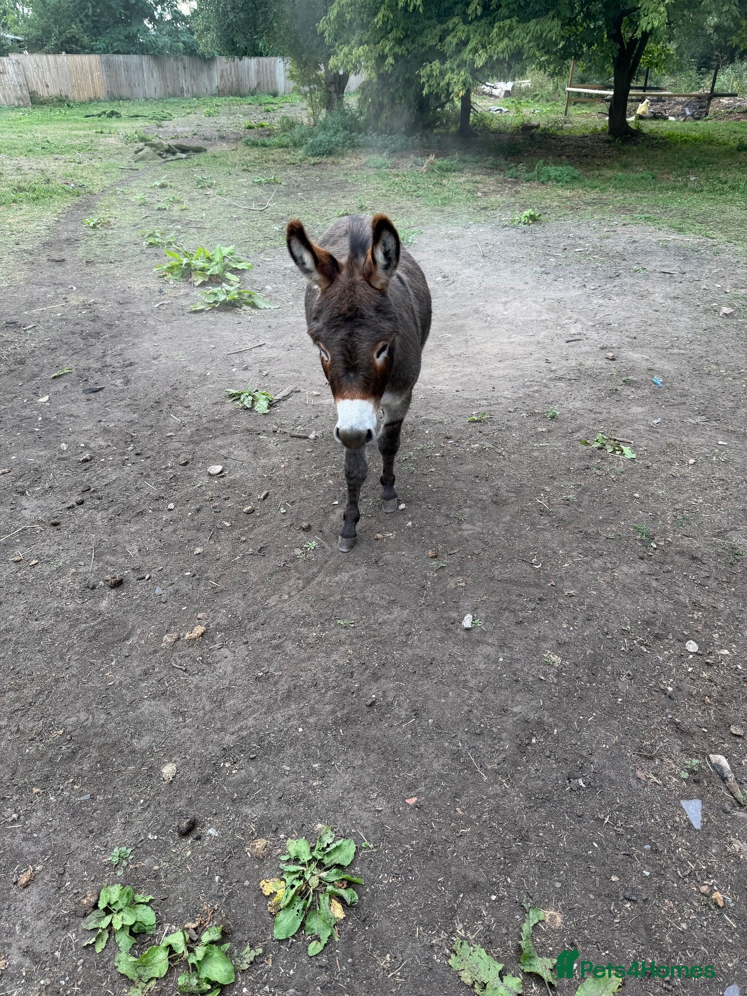Donkey livestock Miniature Donkey 3 years - Advert 6