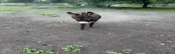 Donkey livestock for sale: Miniature Donkey 3 years in Chester - Advert 1