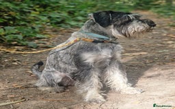 Schnauzer dogs for sale: SOLD - 14mo female P/S Standard Schnauzer - Advert 2