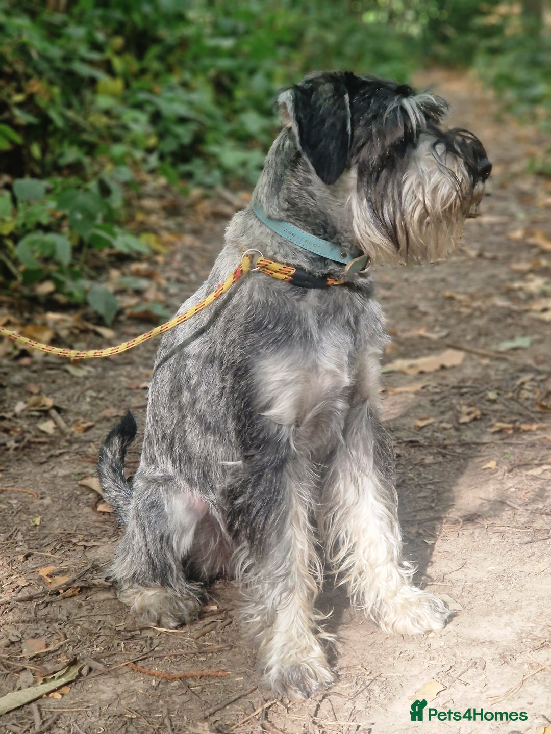 Schnauzer dogs for sale: SOLD - 14mo female P/S Standard Schnauzer - Advert 2