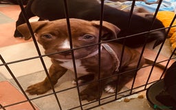 Staffordshire Bull Terrier dogs for sale: Staffordshire/American Staffordshire pups in Harrow - Image 32