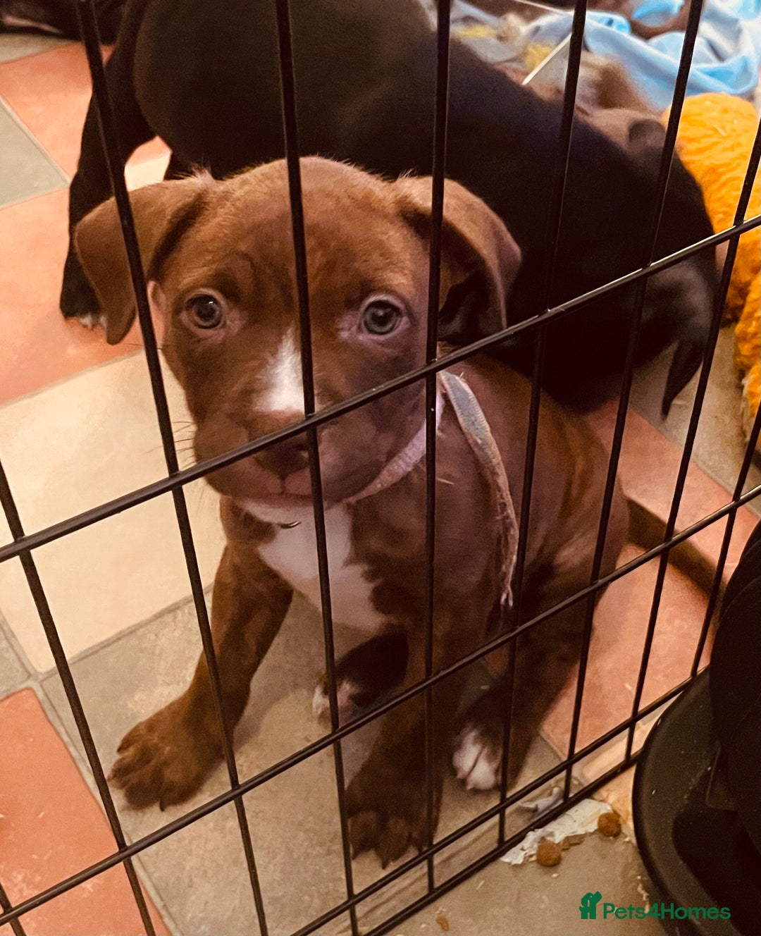 Staffordshire Bull Terrier dogs for sale: Staffordshire/American Staffordshire pups in Harrow - Image 32