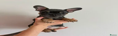French Bulldog 1