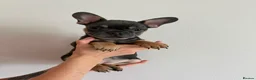 French Bulldog dogs for sale: French bulldogs  - Advert 27