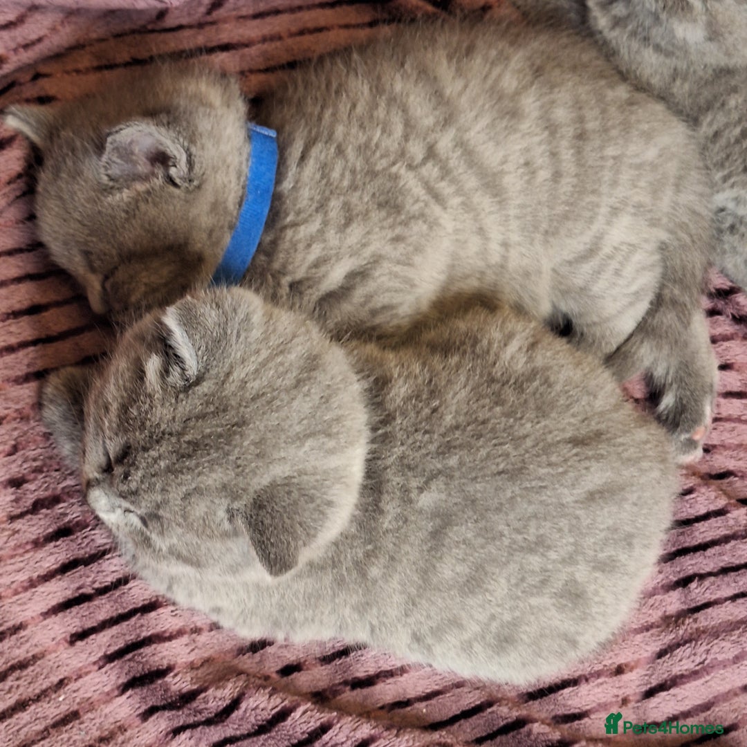 British Shorthair cats for sale: ✨British Shorthair Kittens looking for new family✨ - Advert 6