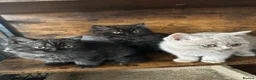 British Shorthair cats for sale: British Shorthair KITTENS  - Advert 2