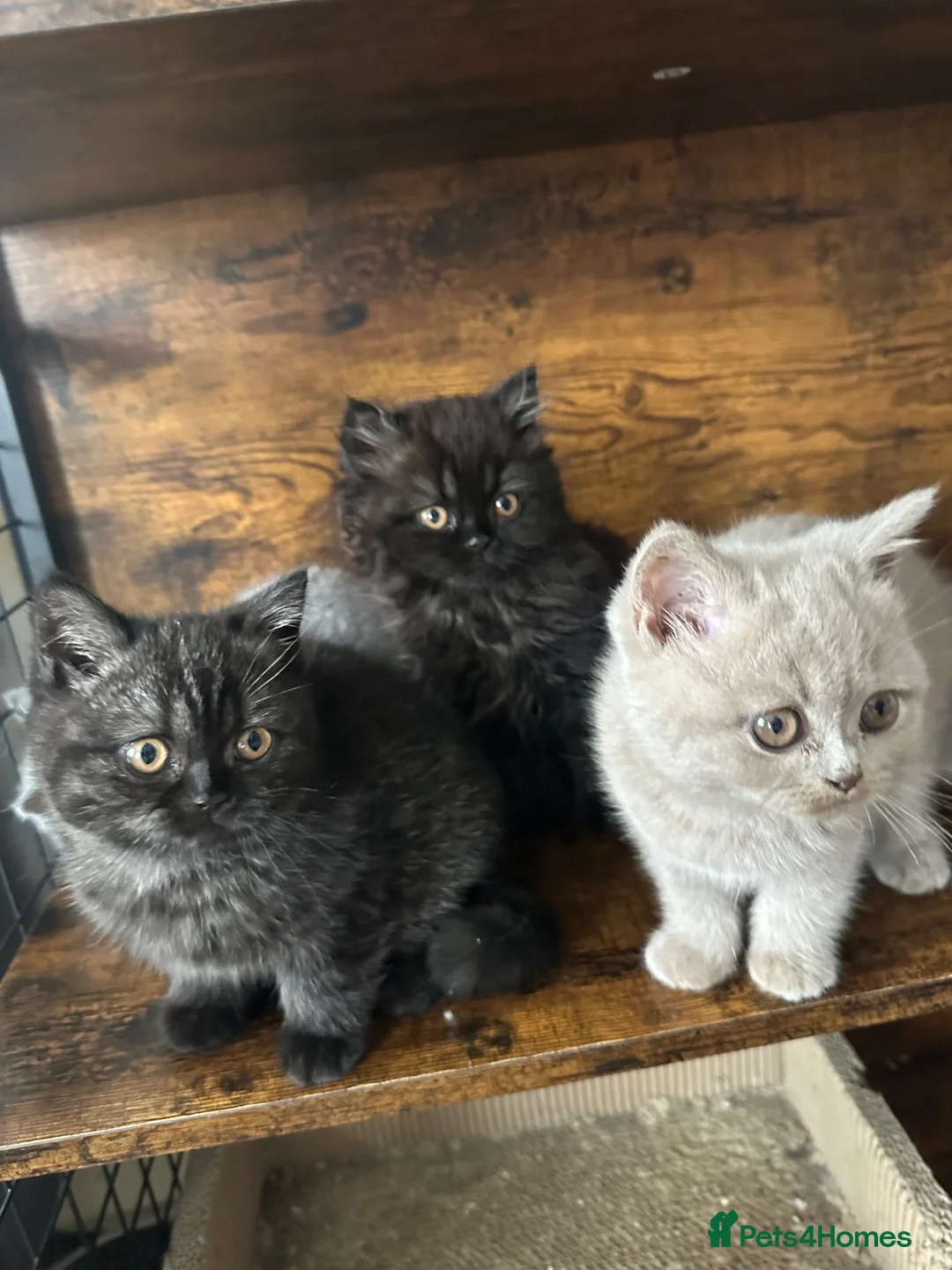 British Shorthair cats for sale: British Shorthair KITTENS  - Advert 2