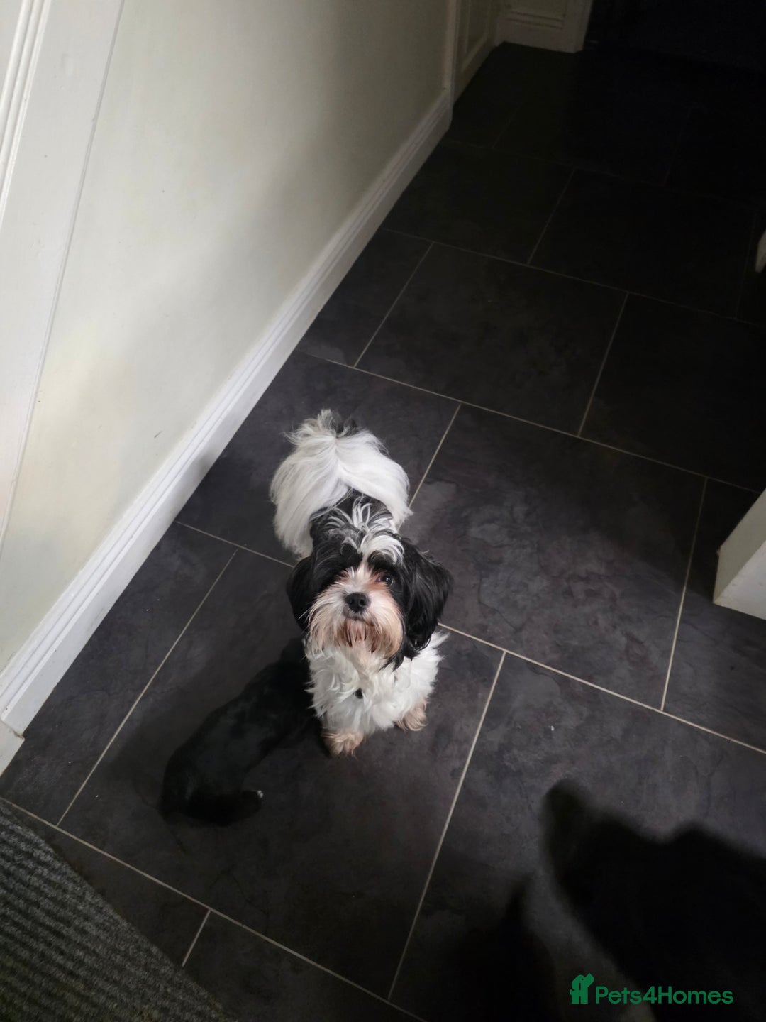 Mixed Breed dogs for sale: Mixed breed puppys - Advert 7