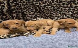 Labrador Retriever dogs for sale: ✨ Golden Retriever Puppies – Ready 4 Sept ✨ - Image 6