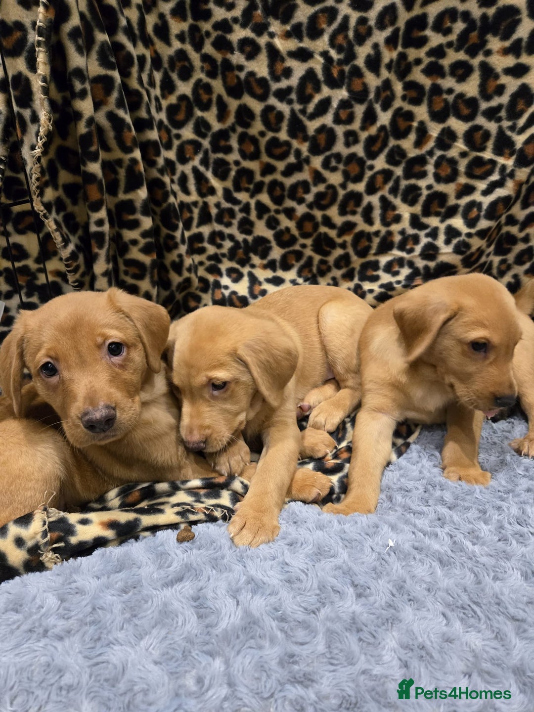 Labrador Retriever dogs for sale: ✨ Golden Retriever Puppies – Ready 4 Sept ✨ - Image 6