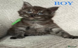 Maine Coon cats for sale: MaineCoon Kittens For Sale Black Smoke - Image 12