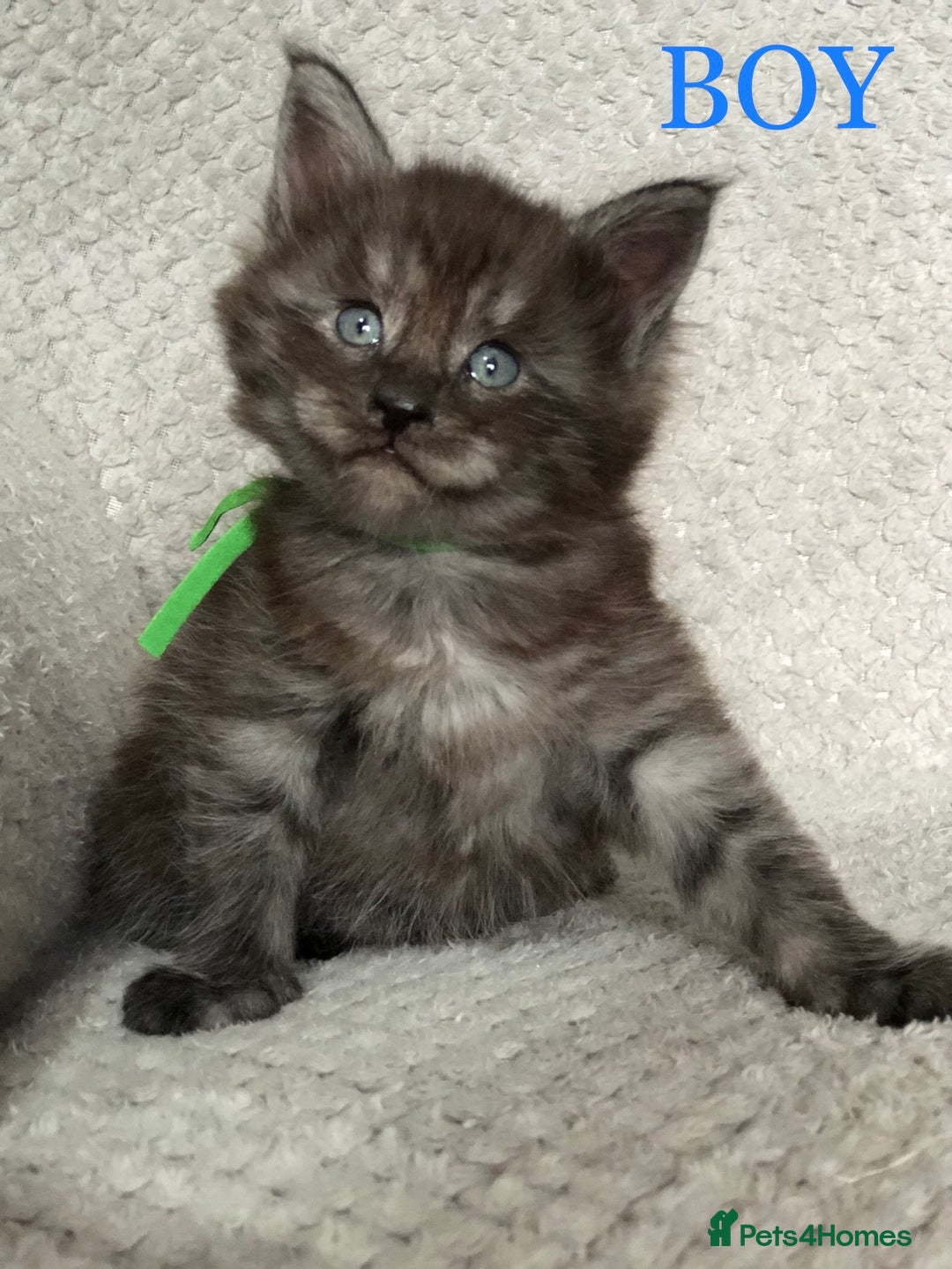 Maine Coon cats for sale: MaineCoon Kittens For Sale Black Smoke - Image 12