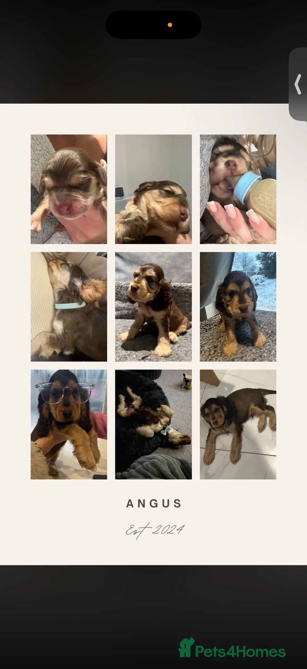 Cocker Spaniel dogs for sale: Showtype Cocker spaniel pups KC registered  - Advert 19