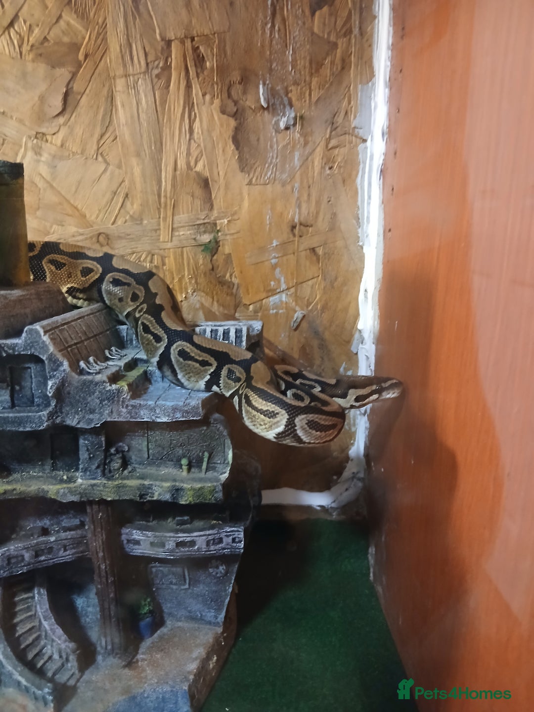 Python Snake reptiles for sale: Ball Python  - Advert 1