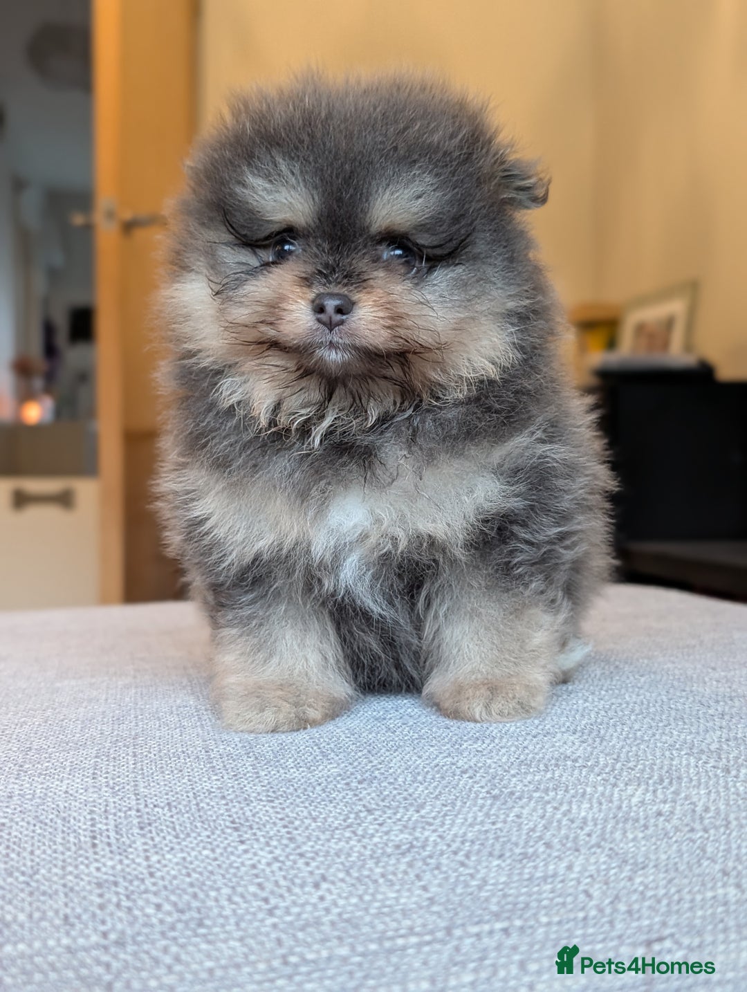 Pomeranian dogs for sale: Amazing quality teddy bear Pomeranian pups  - Advert 7