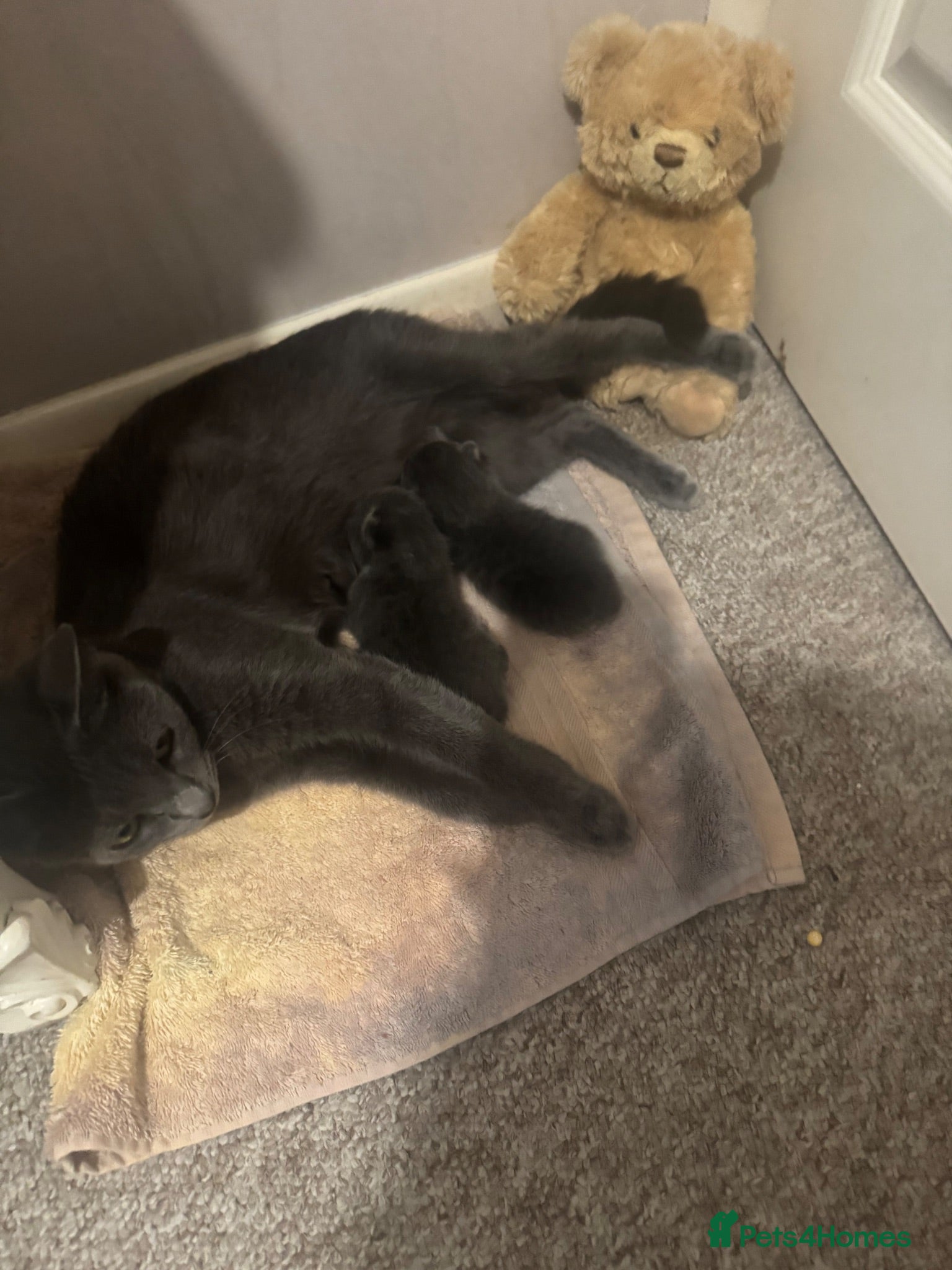 British Shorthair cats One male kitten - Advert 6
