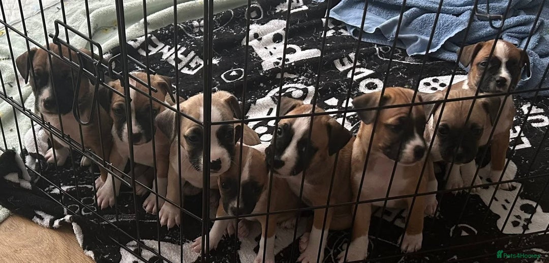 Mixed Breed dogs for sale: Pug terriers - Image 3